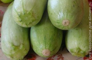 кабачки острые, кабачки кабачки острые, кабачки