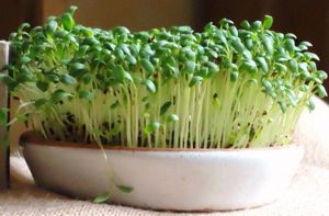 Кресс-салат обладает оригинальным вкусом и большим содержанием полезных веществ. Растет он очень быстро, поэтому высевать новые семена можно через каждые 3 дня. Кресс-салат обладает оригинальным вкусом и большим содержанием полезных веществ. Растет он очень быстро, поэтому высевать новые семена можно через каждые 3 дня.
