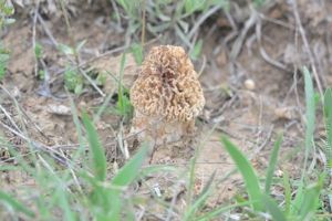суп со сморчками суп со сморчками