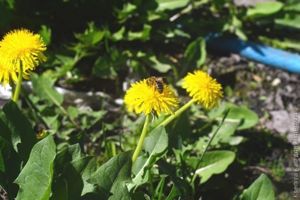 варенье из одуванчиков варенье из одуванчиков