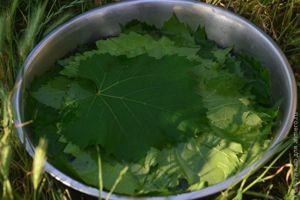 маринованные виноградные листья маринованные виноградные листья