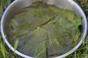 маринованные виноградные листья