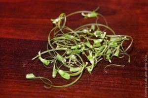 спаржевая фасоль рецепт