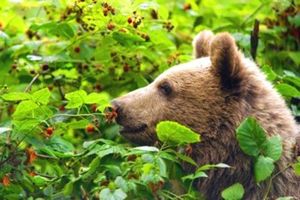 15. У медведя во бору. В этой игре необходимо участие двух взрослых. Медведь (один из взрослых) сидит на стульчике в углу комнаты и «спит». Другой взрослый вместе с ребенком (или детьми) ходит по лесу, собирает грибы, ягоды. Затем взрослый и дети, взявшись за руки, начинают приближаться к медведю со словами: «У медведя во бору грибы, ягоды беру, а медведь сидит и на нас рычит». На последнем слове медведь рычит и бежит за ребенком и взрослым. 15. У медведя во бору. В этой игре необходимо участие двух взрослых. Медведь (один из взрослых) сидит на стульчике в углу комнаты и «спит». Другой взрослый вместе с ребенком (или детьми) ходит по лесу, собирает грибы, ягоды. Затем взрослый и дети, взявшись за руки, начинают приближаться к медведю со словами: «У медведя во бору грибы, ягоды беру, а медведь сидит и на нас рычит». На последнем слове медведь рычит и бежит за ребенком и взрослым.