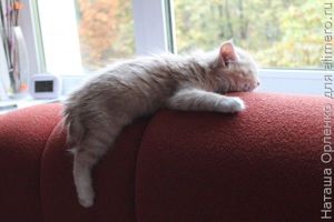 котенок