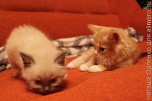 котята