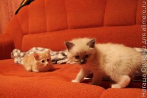 котята котята