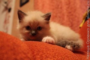 котенок