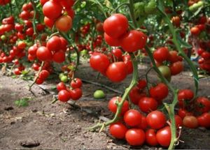 Чтобы растение лучше развивалось, а плоды были крупнее и вкуснее, поливайте рассаду овощей и взрослые кусты помидоров водой с добавлением йода( три капли йода на ведро). Чтобы растение лучше развивалось, а плоды были крупнее и вкуснее, поливайте рассаду овощей и взрослые кусты помидоров водой с добавлением йода( три капли йода на ведро).