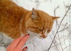 кот