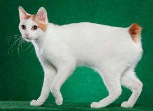 Мэнская кошка. Эти бесхвостые кошки очень социальны и дружелюбны. Они бывают как с короткой шерстью, так и с умеренно длинной. Мэнская кошка. Эти бесхвостые кошки очень социальны и дружелюбны. Они бывают как с короткой шерстью, так и с умеренно длинной.