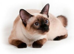 Сиамских кошек не зря сравнивают с собаками, они самые общительные из всех кошачьих пород и чрезвычайно привязываются к хозяину. Сиамки очень чувствительны, не выносят одиночества и не в меру ревнивы. Эта кошка постоянно нуждается в подтверждении, что ее по-прежнему любят. Сиамских кошек не зря сравнивают с собаками, они самые общительные из всех кошачьих пород и чрезвычайно привязываются к хозяину. Сиамки очень чувствительны, не выносят одиночества и не в меру ревнивы. Эта кошка постоянно нуждается в подтверждении, что ее по-прежнему любят.