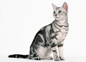 Американская короткошёрстная. Эти счастливые, социальные, энергичные кошки также хорошо ладят с собаками. Имеют короткую шерсть в трёхцветной раскраске: чёрный, серый и белый. Очень симпатичная и игривая порода. Американская короткошёрстная. Эти счастливые, социальные, энергичные кошки также хорошо ладят с собаками. Имеют короткую шерсть в трёхцветной раскраске: чёрный, серый и белый. Очень симпатичная и игривая порода.