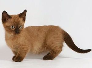 Манчкин. Необычная, коротколапая кошка. Название получила от племени маленьких человечков из сказки "Волшебник страны Оз". Из-за своей особенности ее любят называть таксой. Когда эти кошки садятся, то становятся похожими на кенгуру из-за свисающих задних лап. Манчкин. Необычная, коротколапая кошка. Название получила от племени маленьких человечков из сказки "Волшебник страны Оз". Из-за своей особенности ее любят называть таксой. Когда эти кошки садятся, то становятся похожими на кенгуру из-за свисающих задних лап.