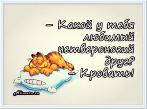 Забавные высказывания о сне
