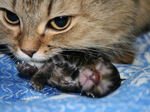 10. Кошки. По популярности среди домашних питомцев их не сможет опередить никто и никогда! Эти чудесные, пушистые, мягкие, нежные, мурчащие животные смогут поднять настроение в любую минуту и стать самыми лучшими друзьями! 10. Кошки. По популярности среди домашних питомцев их не сможет опередить никто и никогда! Эти чудесные, пушистые, мягкие, нежные, мурчащие животные смогут поднять настроение в любую минуту и стать самыми лучшими друзьями!