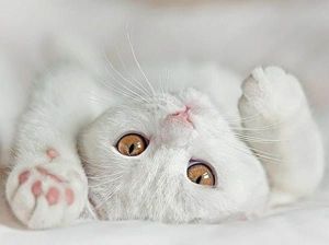 «Обычных кошек не бывает». Сидони-Габриэль Колетт «Обычных кошек не бывает». Сидони-Габриэль Колетт