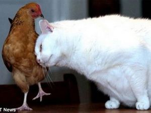И скучно, и грустно, и некому лапу подать! И скучно, и грустно, и некому лапу подать!