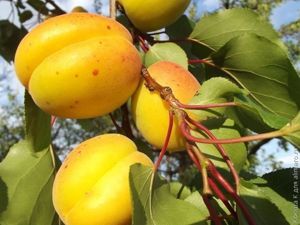 варенье абрикосовое рецепт