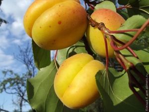 варенье абрикосовое рецепт