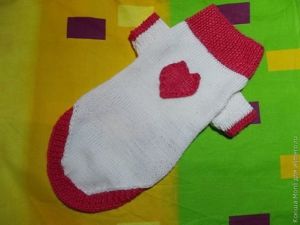 одежда для животных