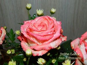 Розы Розы
