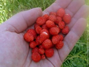 «Сырое» варенье из земляники