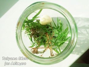 консервированные патиссоны