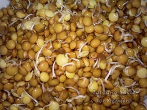 Салат из пекинской капусты с проростками