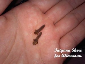Патиссоны на зиму со специями