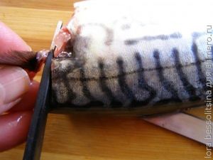 малосольная скумбрия, отрезываем голову малосольная скумбрия, отрезываем голову