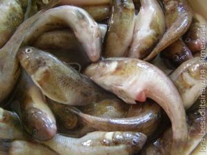бычки сушеные
