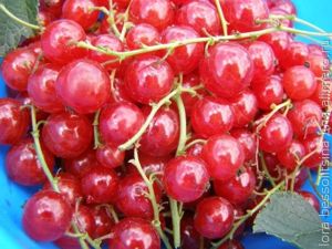огурцы соленые, смородина огурцы соленые, смородина