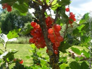 огурцы соленые, смородина на кусту огурцы соленые, смородина на кусту