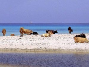 Пляж Салессия, Корсика. Это один из самых красивых пляжей Корсики. Там, из ослепительно белых песков, прямо к небу поднимаются величественные сосны. Пляж Салессия, Корсика. Это один из самых красивых пляжей Корсики. Там, из ослепительно белых песков, прямо к небу поднимаются величественные сосны.