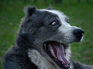 Спать никогда не надоест. Спать никогда не надоест.