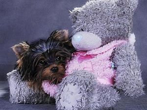 Сбылась мечта - иметь мягкую игрушку. Сбылась мечта - иметь мягкую игрушку.