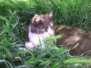 кошка
