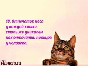 Интересные факты о кошках