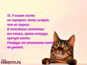 Интересные факты о кошках