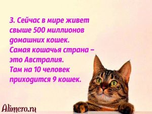 Интересные факты о кошках