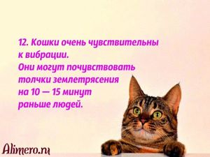 Интересные факты о кошках