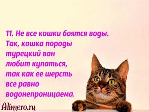 Интересные факты о кошках
