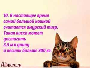 Интересные факты о кошках
