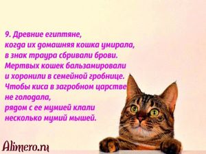 Интересные факты о кошках