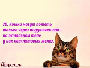 Интересные факты о кошках