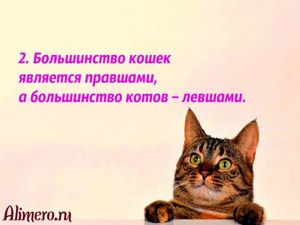 Интересные факты о кошках