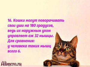 Интересные факты о кошках
