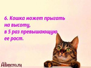 Интересные факты о кошках