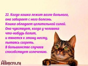 Интересные факты о кошках